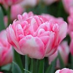 Тюльпан махровый ранний Фокстрот