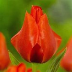 Тюльпан гибрид грейга Меч оф Тайм