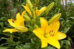 Лилия Ла-гибрид Yellow Diamond