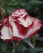 Роза чайно-гибридная Свитнес