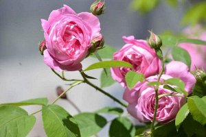 Роза чайно-гибридная Бурбон