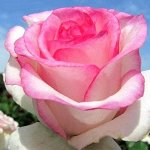 Роза чайно-гибридная Дольче Вита