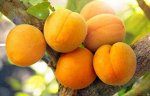 Абрикос &quot;Академик&quot;, саженцы