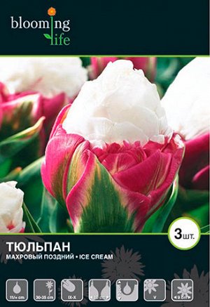 Тюльпан махровый поздний Айс Крим