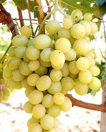 Виноград &quot;Аркадия&quot;, саженцы