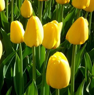 Карактер Триумф-тюльпаны -  для тюльпанов этого класса характерны крупные бокаловидные цветки, довольно высокие цветоносы (40-70см) и хороший коэффициент размножения. Окраска цветов у тюльпанов этого 
