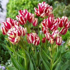 Тюльпан многоцветковый Флеминг Клаб
