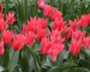 Тюльпан многоцветковый Торонто