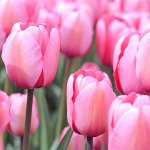JUMBO PINK