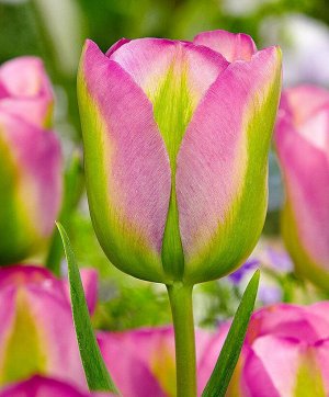 Тюльпан зеленоцветный Гроенланд