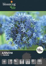 Аллиум голубой
