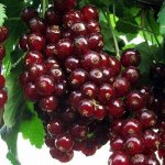 Смородина 1-2 года ОКС
