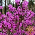 Разные Декоративные растения