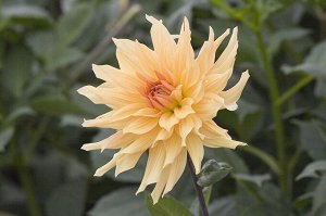 Георгина Goldener Vulkan