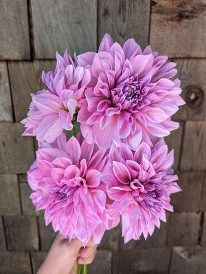 Георгина Lavender Perfection