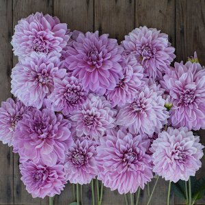 Георгина Lavender Perfection