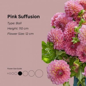 Георгина Pink Suffusion