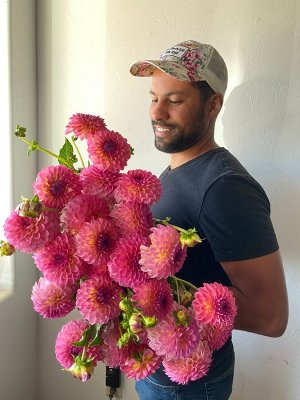 Георгина Pink Suffusion
