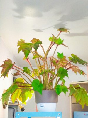 Бегония Begonia ricinifolia