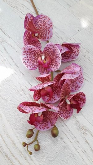 Орхидея Фаленопсис &quot;Клеопатра&quot; (7 цветков)