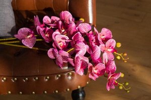 Орхидея Фаленопсис &quot;Клеопатра&quot; (7 цветков)