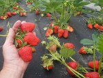 Клубника  ремонтантная Мурано ЗКС р8