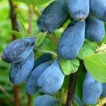 Жимолость камчатская Югана