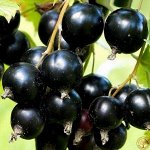 Смородина черная Дачница 2 года