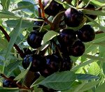 Вишня песчаная (2х летки)