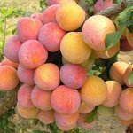 Слива Скороплодная 2 года
