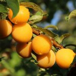 Алыча Абрикосовая 2 года