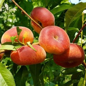 Персик инжирный Свит Ринг 2-3 года