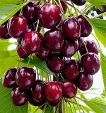 ВИШНЯ ЧЕРЕШНЯ 2-3 года ЗКС С4 свежая посадка май 25