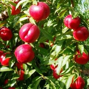 Персик карликовый Рубис 2 года