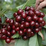 Черешня Свитхарт 2-3 года С4 СУПЕР-ЦЕНА