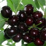 Черешня Биг стар черная   3 года, подвой ВСЛ