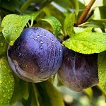 Слива Блю фри 2 года высота саженцы 100-150см