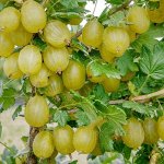 Крыжовник Уральский
