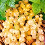 Смородина белая Десертная 2 года