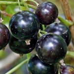 Смородина черная Сластена 2 года