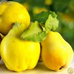 Айва Янтарная 2 года