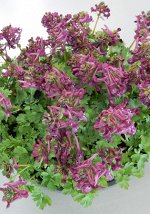 Хохлатка (Corydalis) Пурпл Бёрд