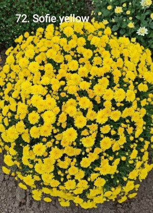 72 Sofie yellow