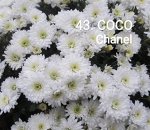 43 Coco