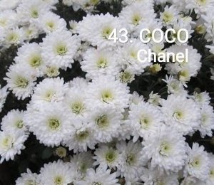 43 Coco Хризантема Коко. Мелкоцветковый низкорослый корейский сорт, названный в честь знаменитого французского модельера. Полумахровая. Белая с кремовыми лепестками в центре. Вытягивается в высоту мак