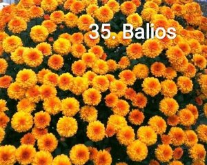 35 Balios Balios Размеры растения Высота куста — 25 см. Описание куста Куст пышный, шарообразный. Цветение Цветок красно желтого цвета. Диаметр цветка — 3 см. Период цветения: август-сентябрь. Особенн