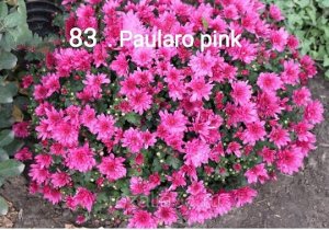 83 Paularo Pink