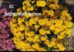 82 Semptember Miami Lemon