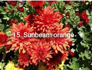 15 Sunbeam Orange