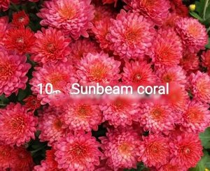 10 Sunbeam Coral
